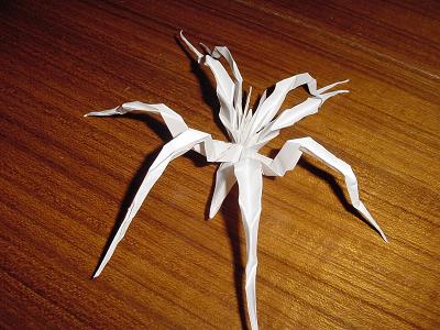 [araignéeorig3.JPG]