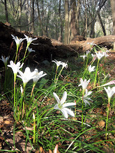 Spring Lilys