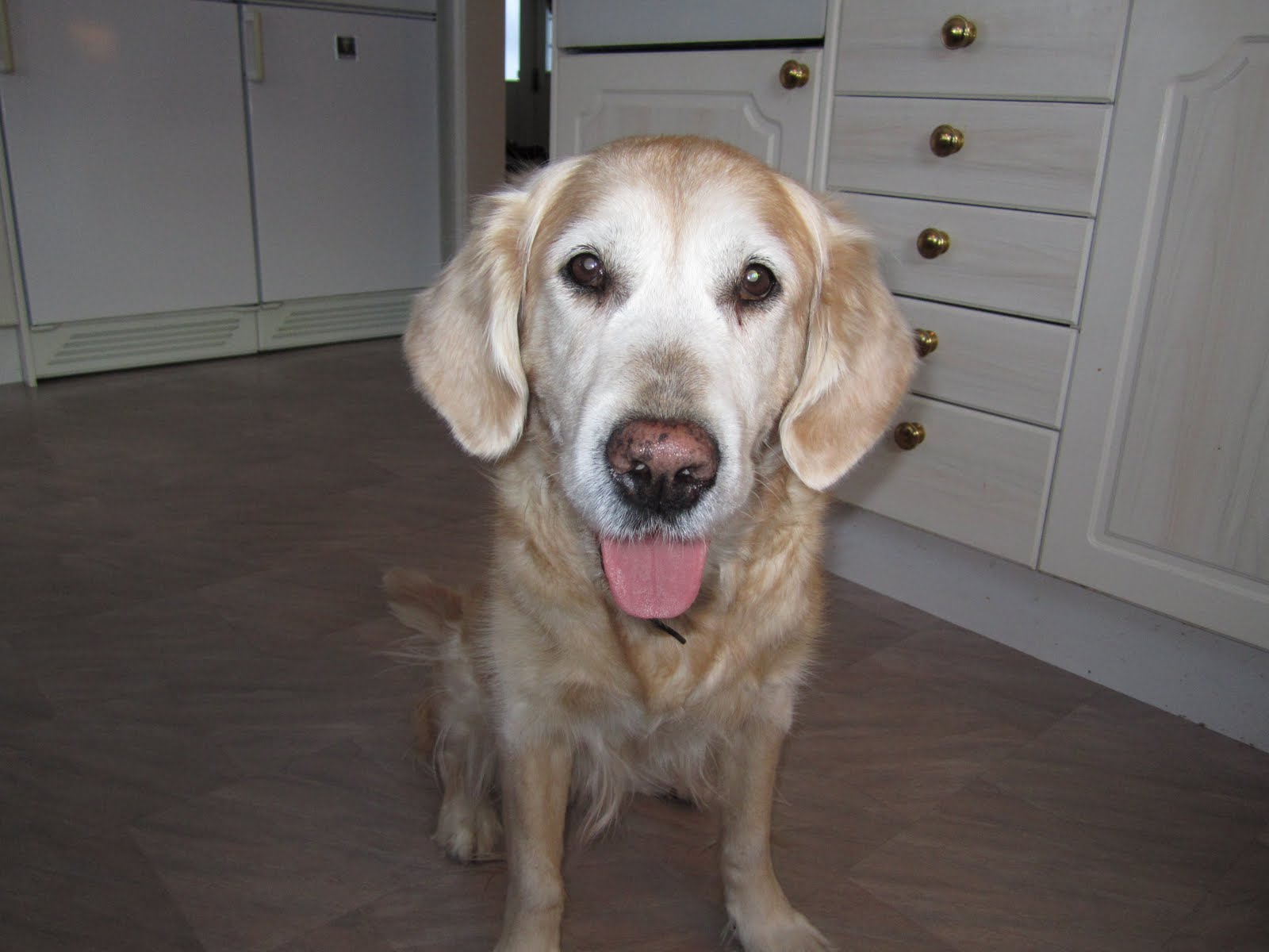 dejting för hundar choklad