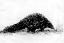Pangolins are nocturnal animals, using their well-developed sense of smell to find insects.