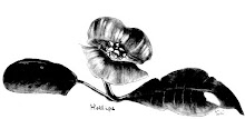 Hotlips. How many tropical plants have gone extinct without ever being discovered? TOO MANY!