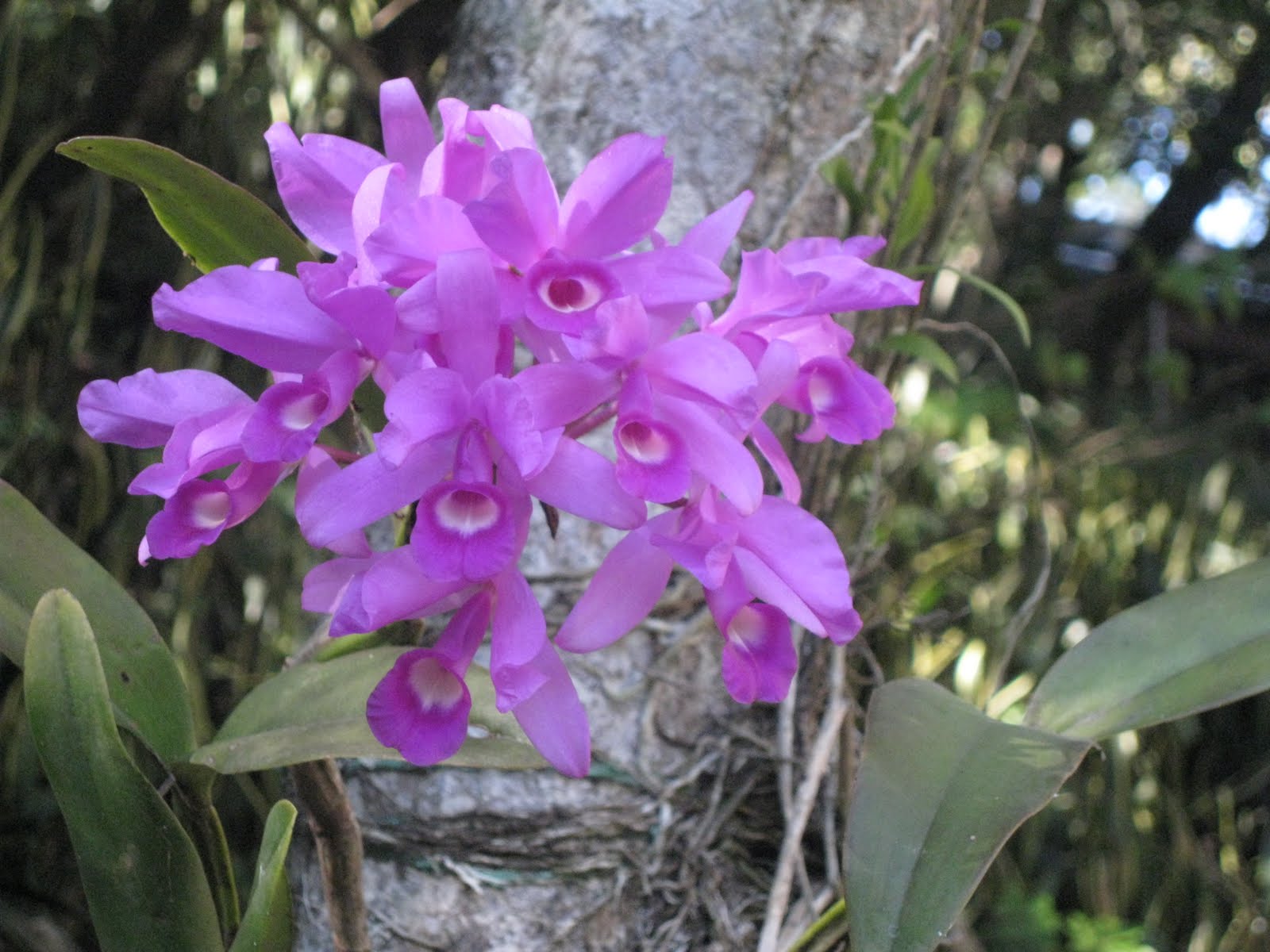 [090210_orquideas_ufm.JPG]