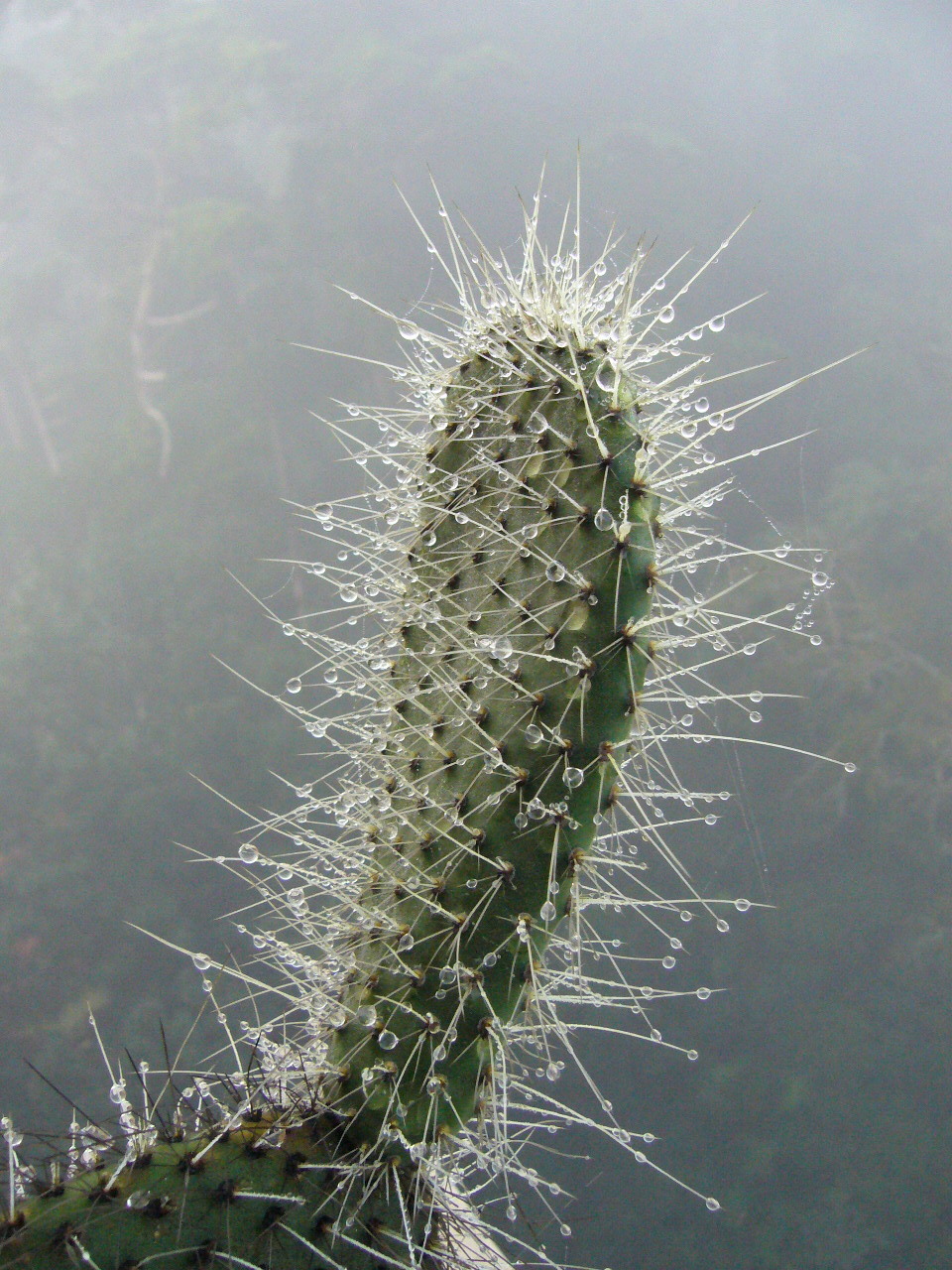 [091209_cactus_luis_figueroa.JPG]