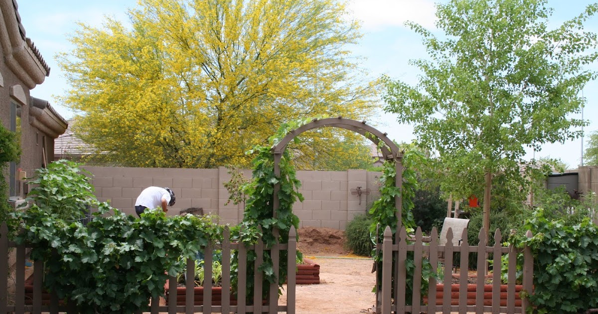 blog: My Garden