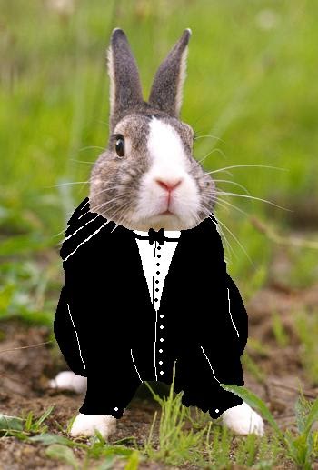 Animals in Tuxedos: rabbit