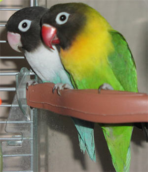 Lovebirds