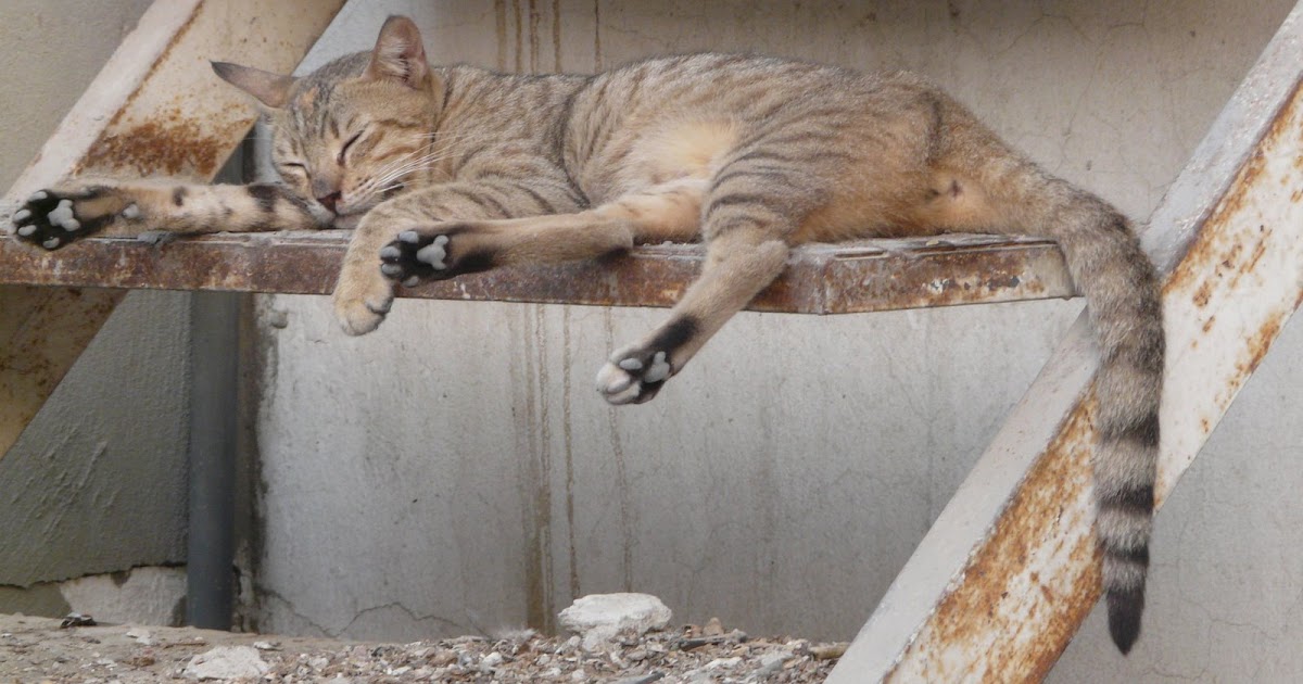 Qatar Cats Qatar Visitor Travel Guide to Doha & Qatar