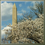 Apple Blossom Time in Washington DC