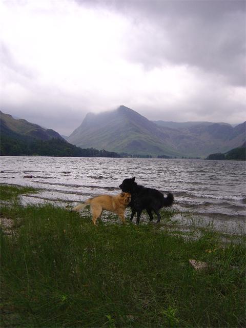 Max & Flynn in Lake District