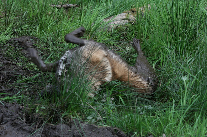 Zara having a roll in the mud