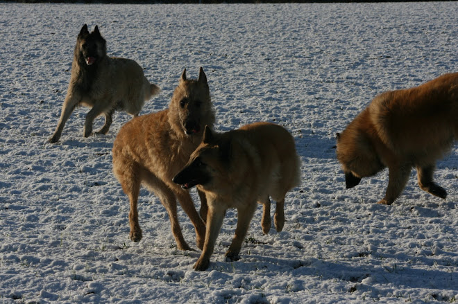 playing in the snow