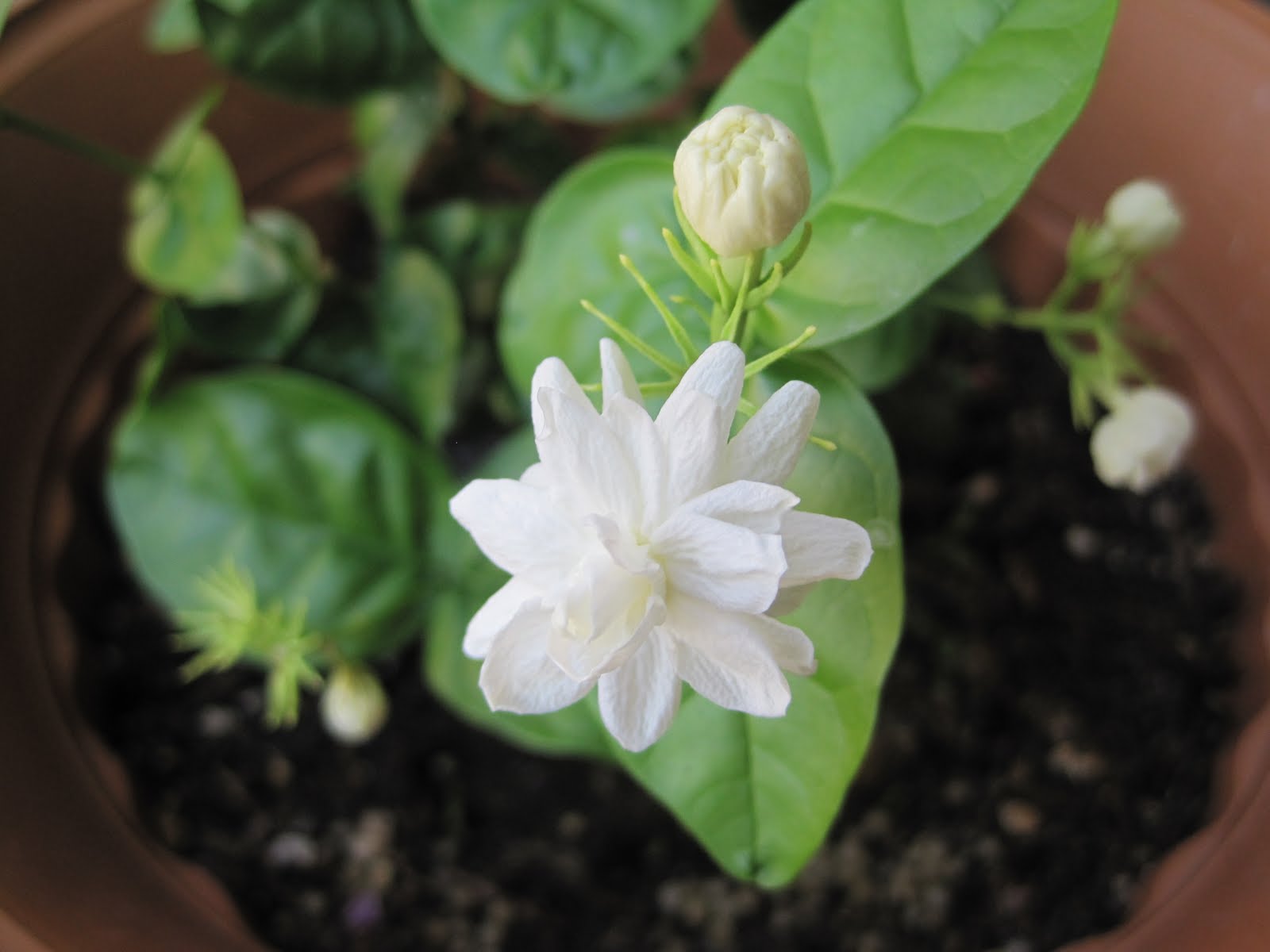 Divine food and art Jasmine