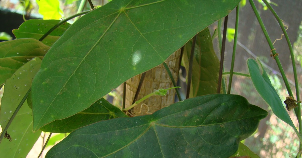 Mariposas El murcielago