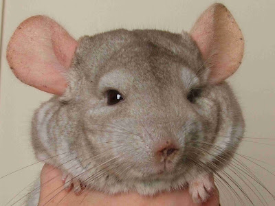 Bald Chinchilla