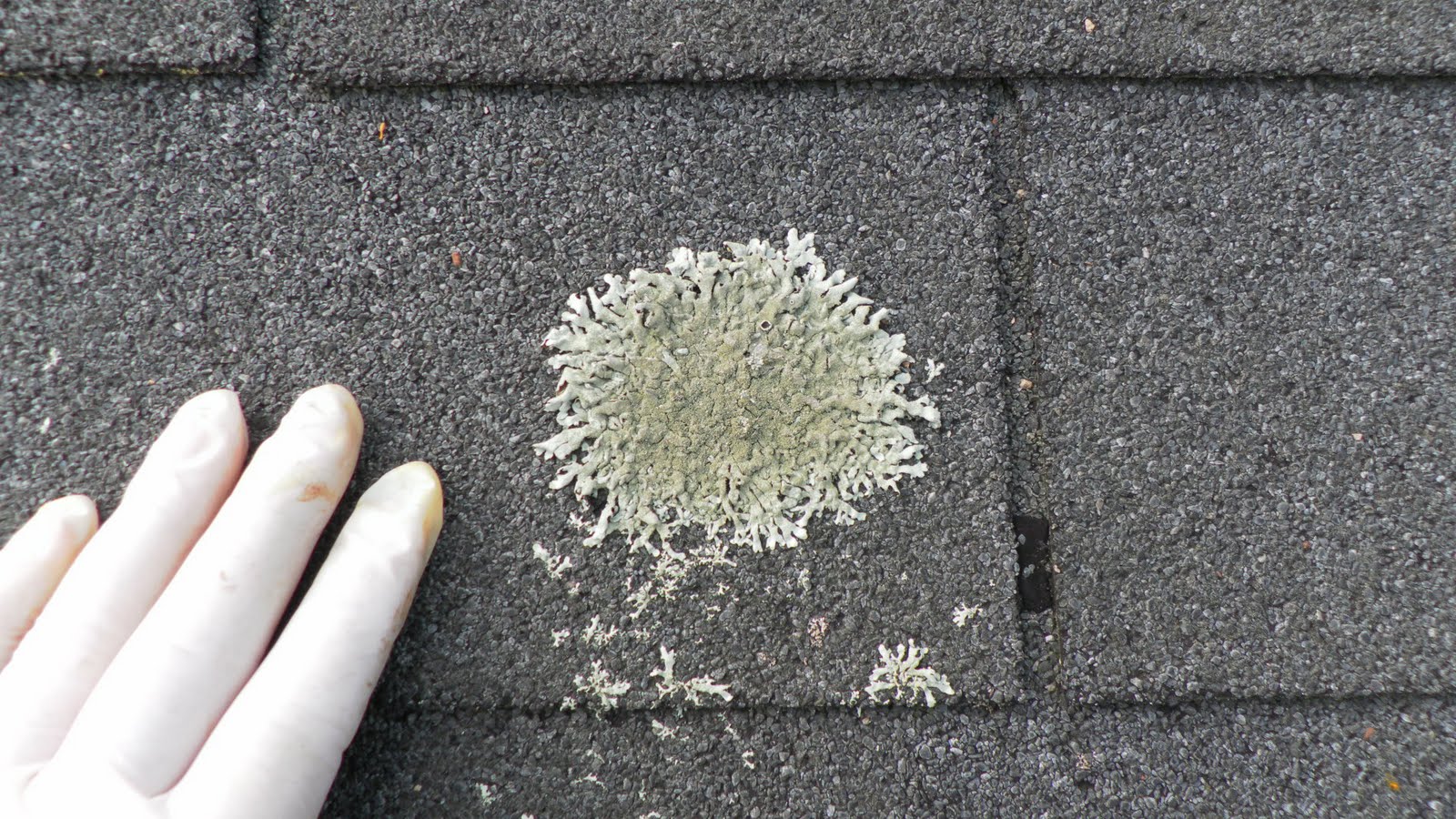 Powerwashing NJ 7327269261 How Does Roof Fungus Destroy a Shingle?