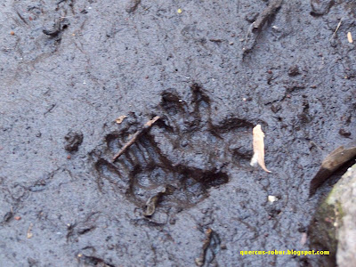 Huellas de Tlacuache - Pata (Didelphis virginiana)