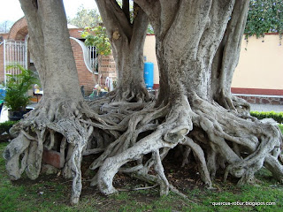 Ficus en el atrio de la parroquia de Jocotepec