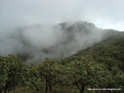 Neblina del domingo en el Cerro San Francisco