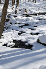 Brook in yard