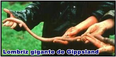 lombriz gigante de gippsland lombriz gigante de gippsland