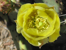 Prickly Pear blossom