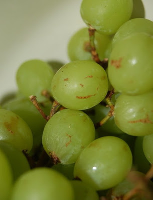 smiley%2Bgrape.jpg