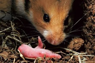 [hamster.jpg]