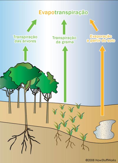 [trees-affect-weather-2.jpg]