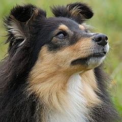 Cheri, en sjov og festlig lille "pitbull" sheltie på 11 år.