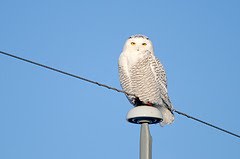 Grayowl watches From above
