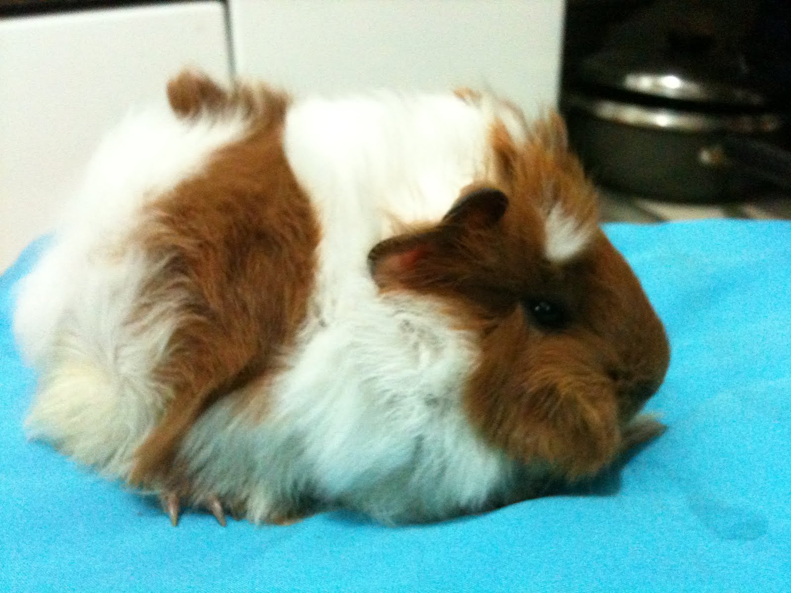 Guinea PiG Home Care New born guinea pig.