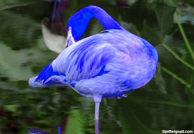 (The Occasional) Photo Tip of the Day: Create a Blue Flamingo