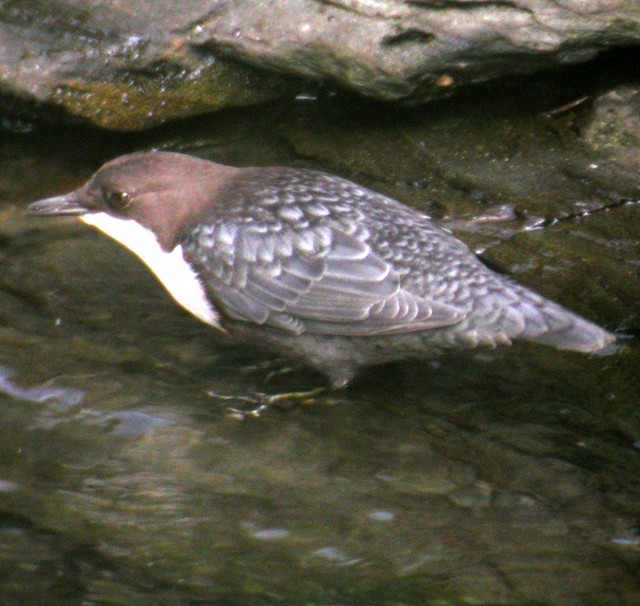 [Dipper+043.JPG]