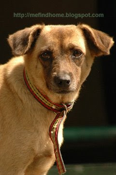 Philippine Dogs