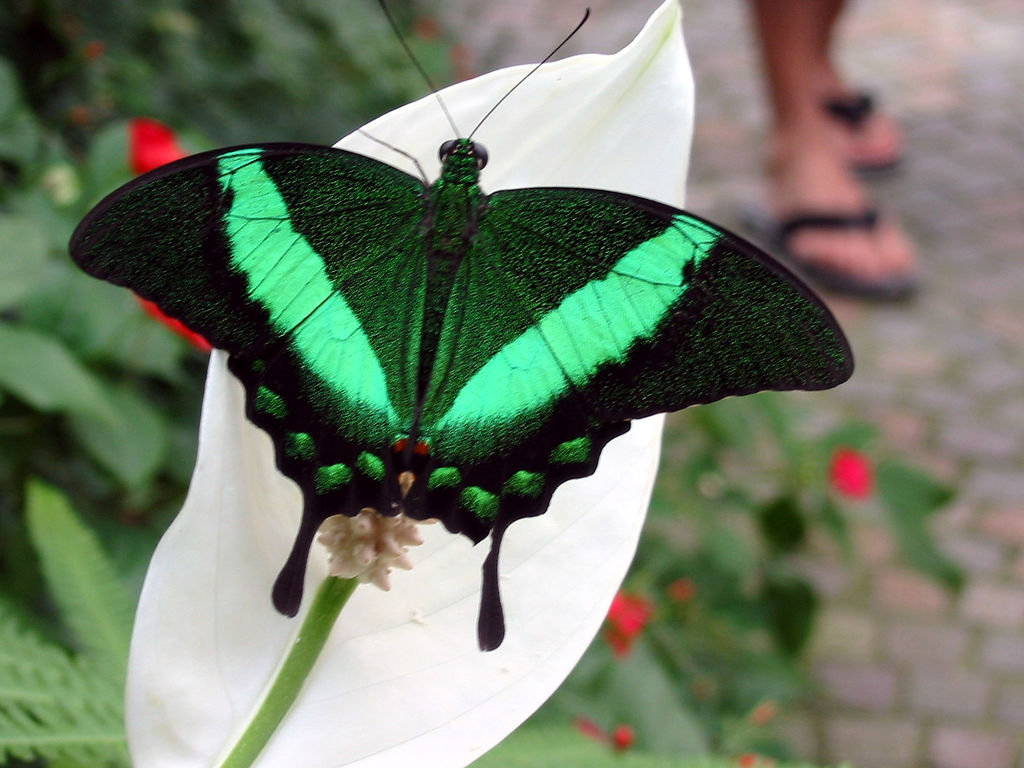 30+Most Beautiful Butterfly Photography