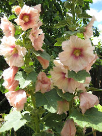 Hollyhocks