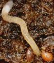 Pot worms feed on bacteria,
