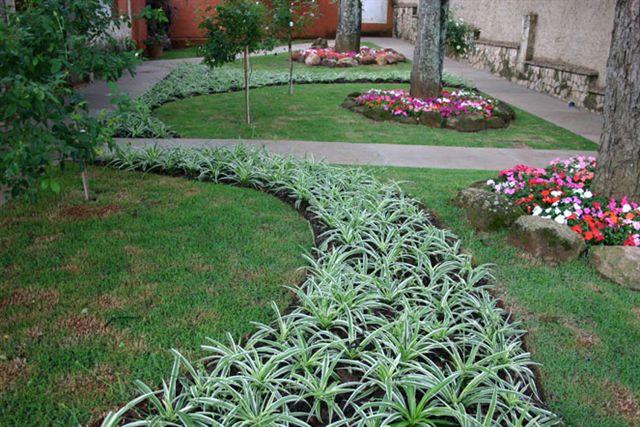 flores jardim sombra:Flores & Jardins: Clorofito flores jardim sombra:Flores & Jardins: Clorofito