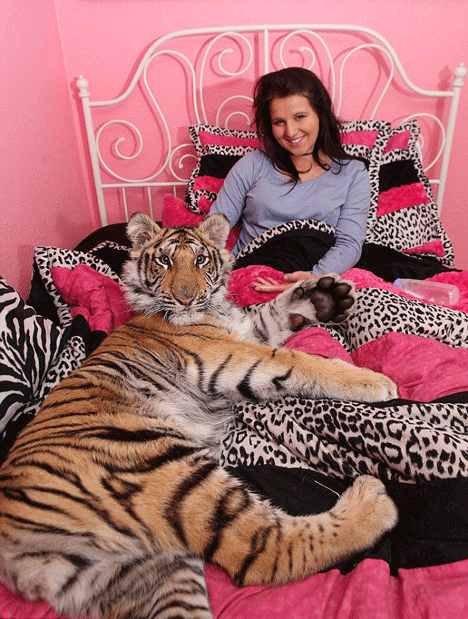 gadis tidur dengan harimau