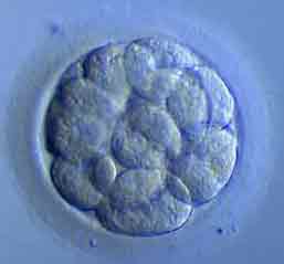 [FertMorula.jpg]