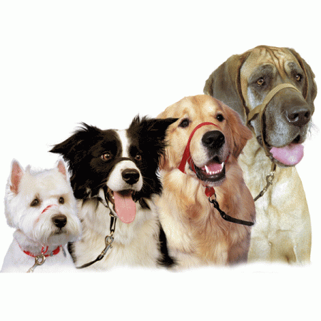 [perros-con-correas-e1265153012398.gif]