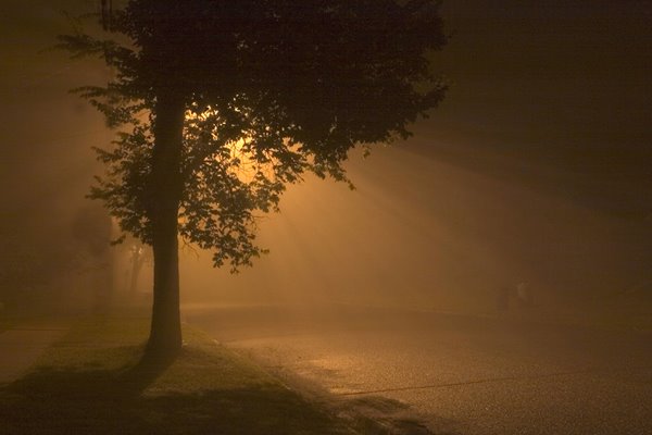 [tree.bmp]