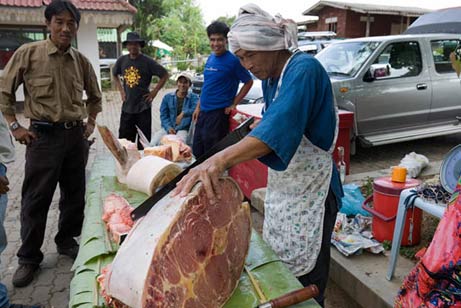 Mekong+catfish+record