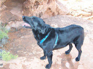 Chienne, our Dog 6