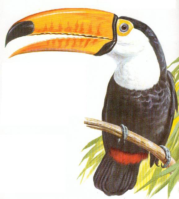 Como dibujar un tucan facil Imagui