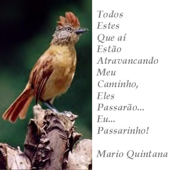 [PASSARINHO.JPG]