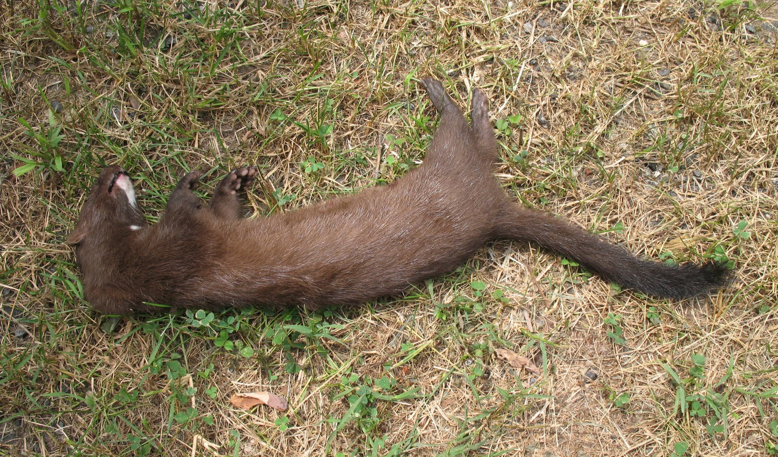 The truth about mink as pets TOPICS ON EXOTIC, DOMESTIC, FARM AND