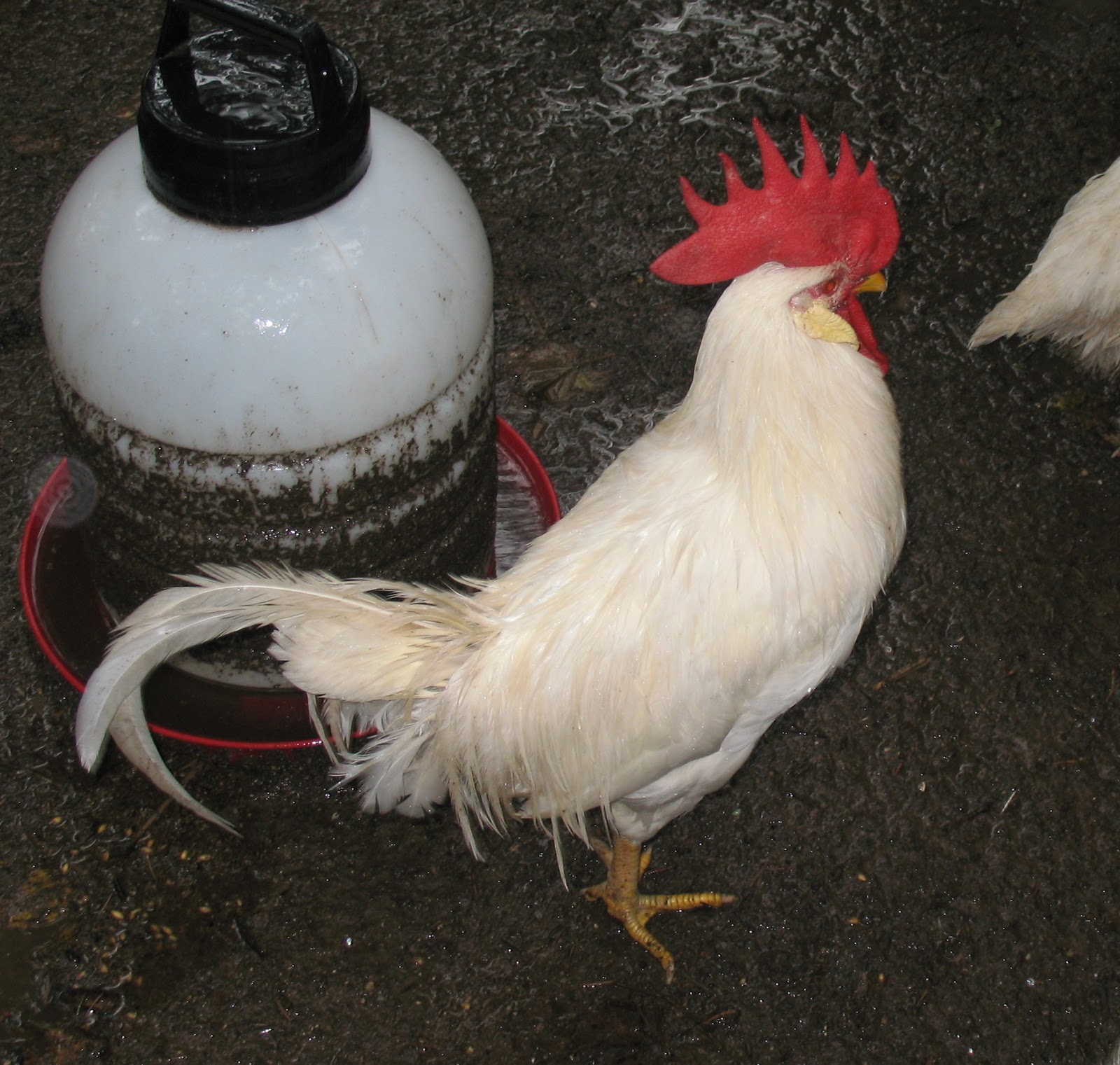 Razzberry Corner Rainy Thursday, Molting Chickens