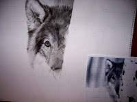 Drawing Wolf