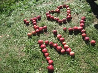 An anonymous apple artist at an orchard in Rockland County, New York